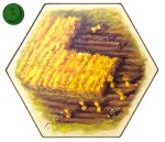 EP 5th 5/6 - Fields 01 Green